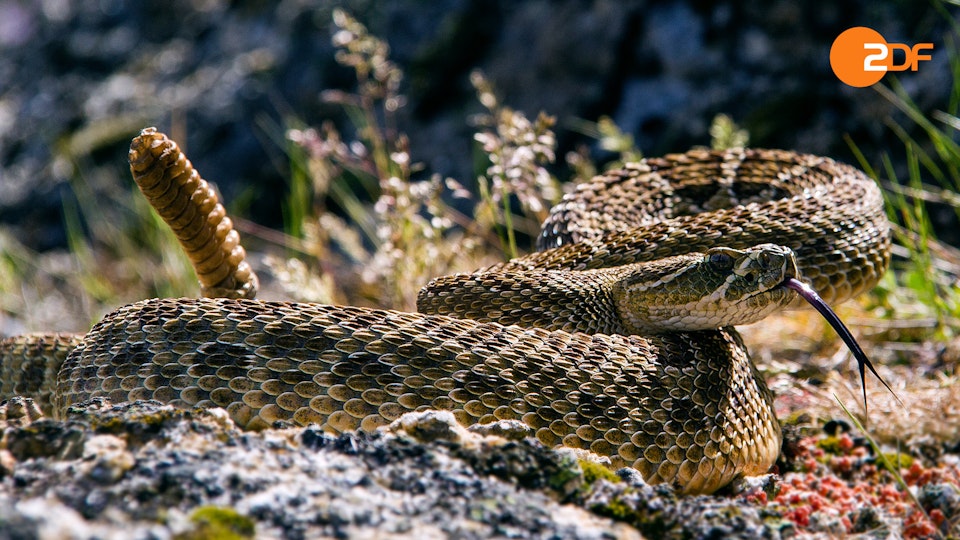 Wilde Überlebenskünstler – Wie Tiere kommunizieren