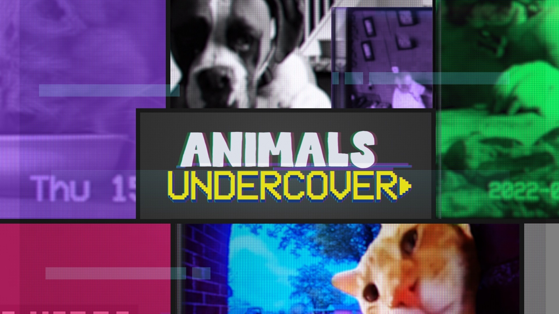 Animals Undercover | Paw-some Escapades