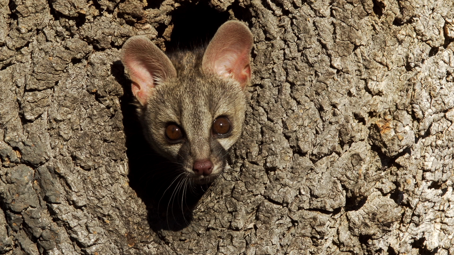 Eine Ginsterkatzen-Geschichte