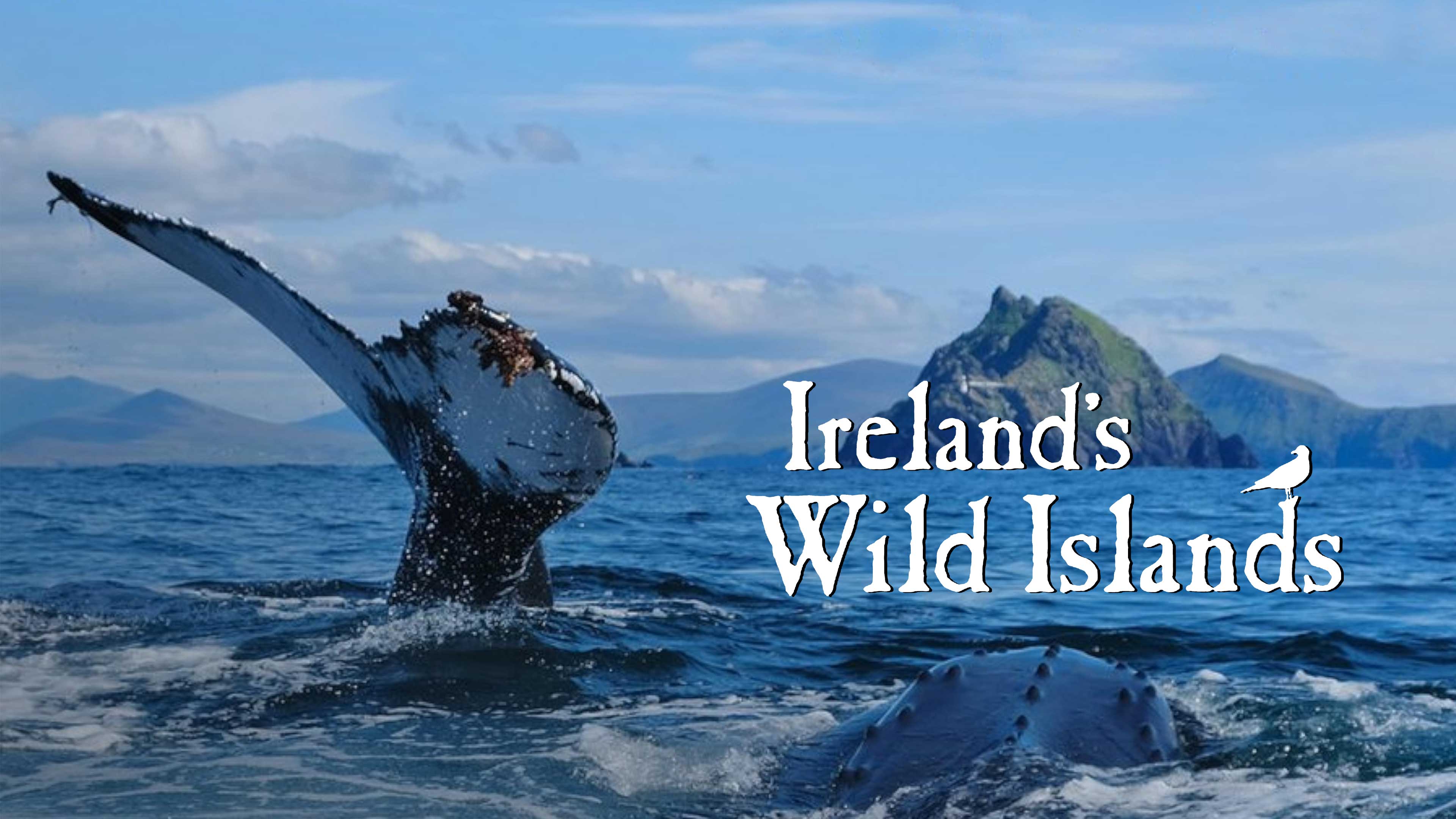 Ireland's Wild Islands
