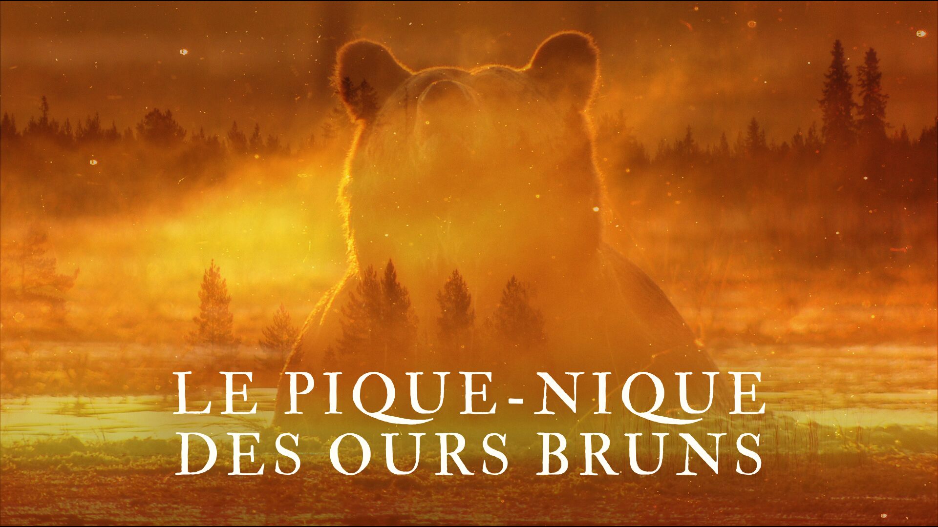 Le Pique-Nique Des Ours Bruns
