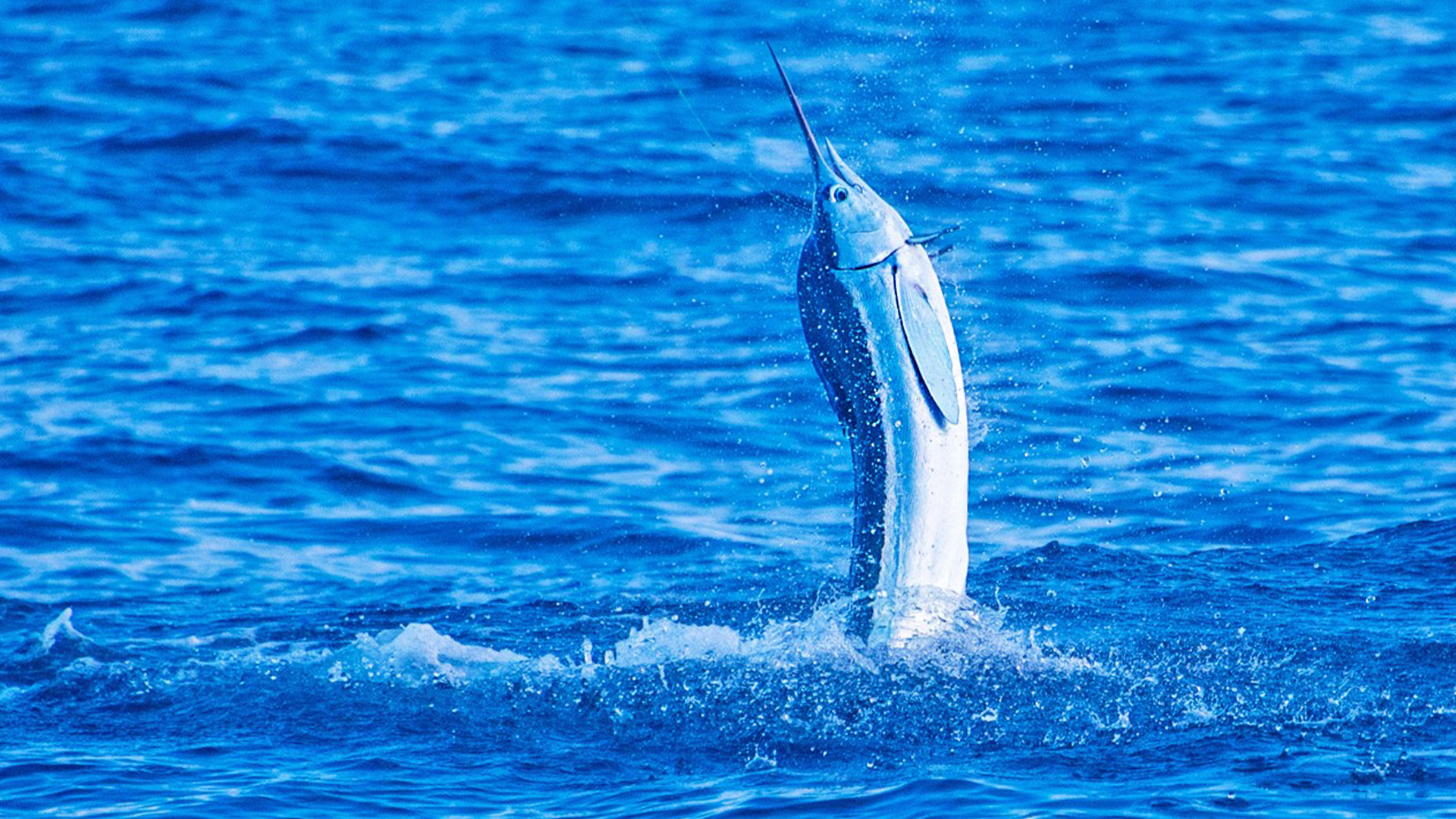 Weiße Marline vor Marokko
