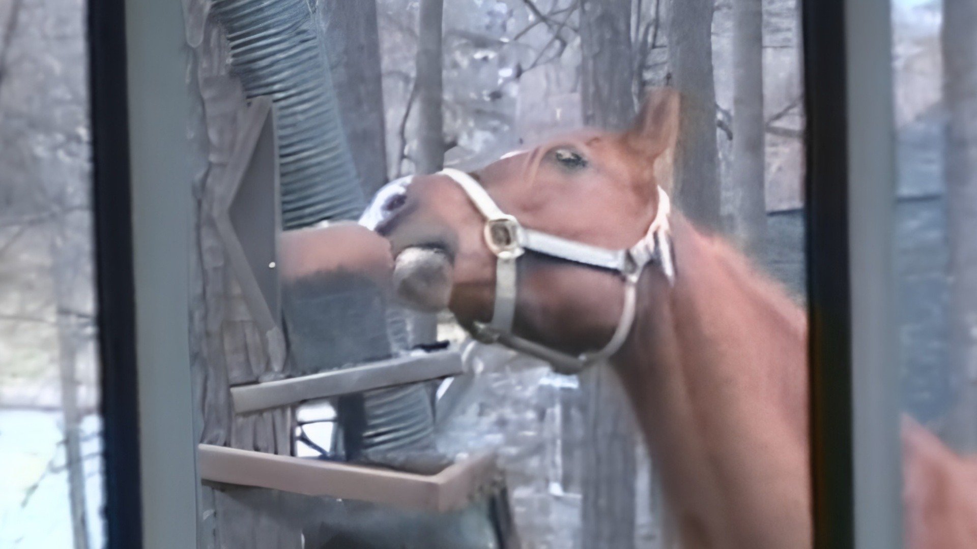 Funniest Pets & People