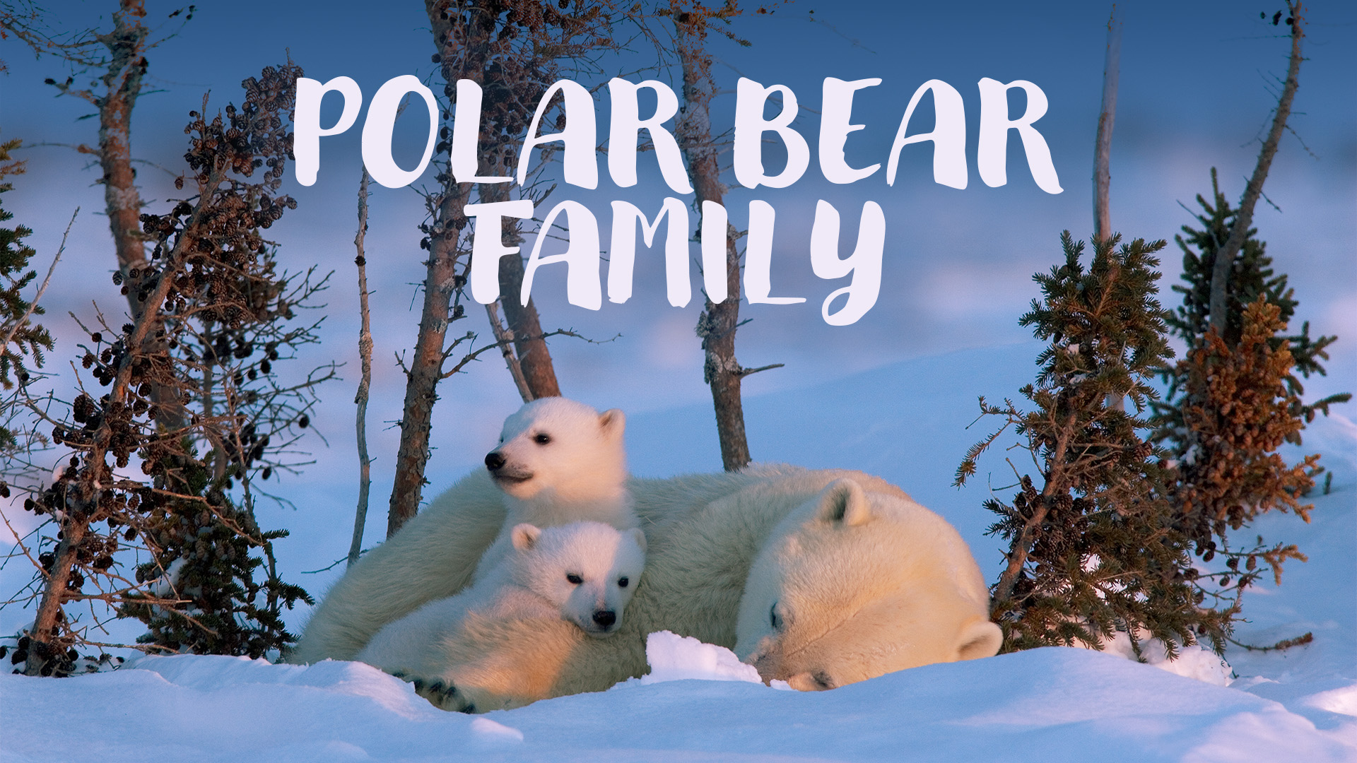Polar Bear Family
