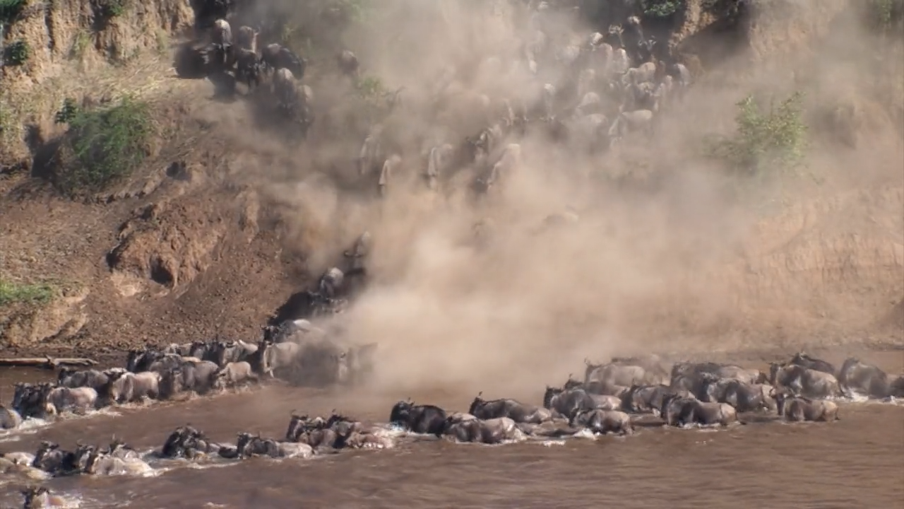 Serengeti: Gnus und Zebras im reißenden Fluss