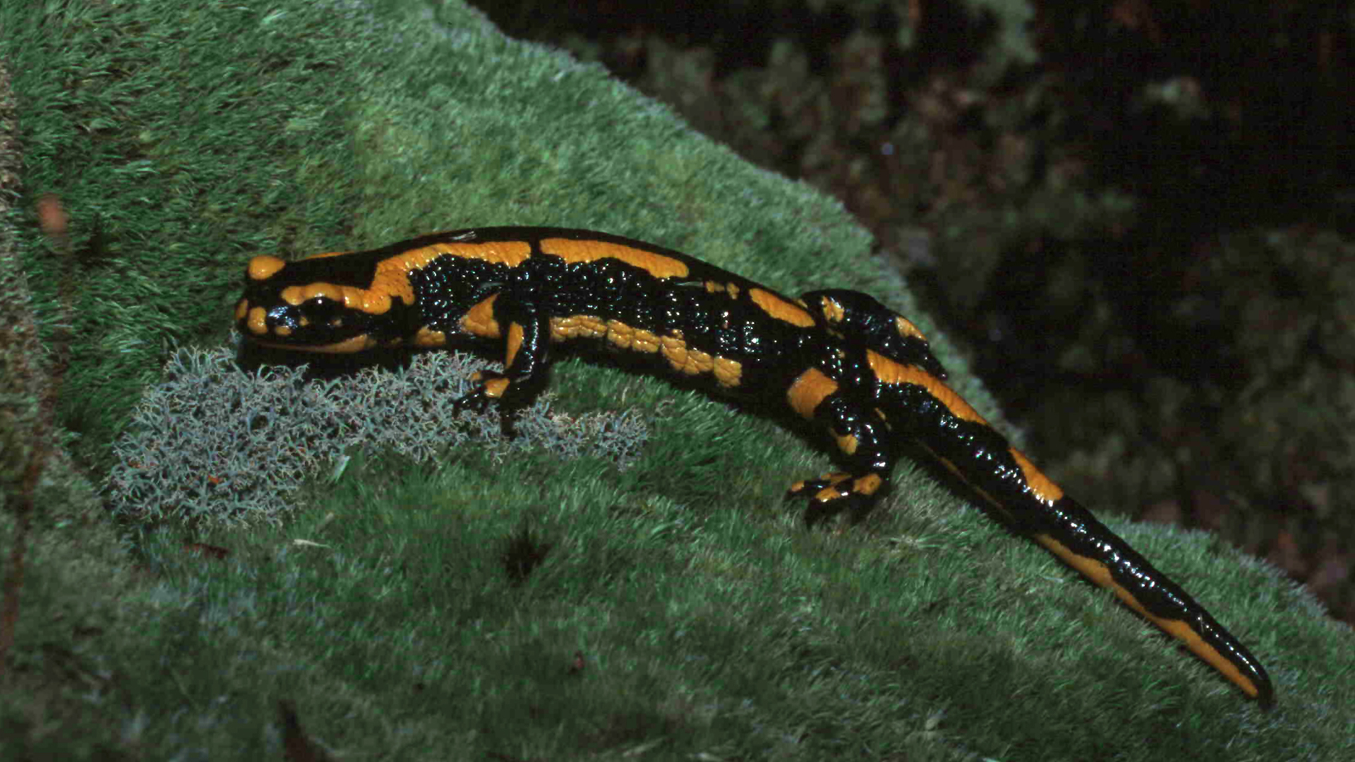 Das Geheimnis des Salamanders