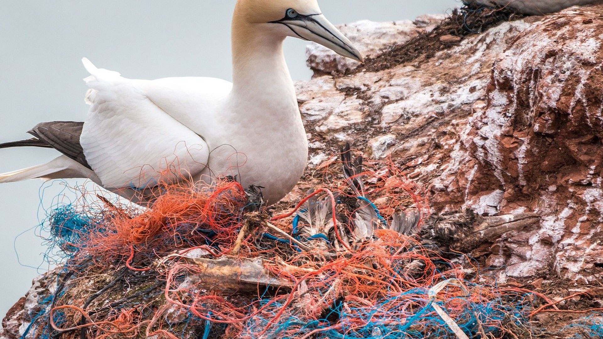 Geisternetze: Todesfallen in der Tiefe