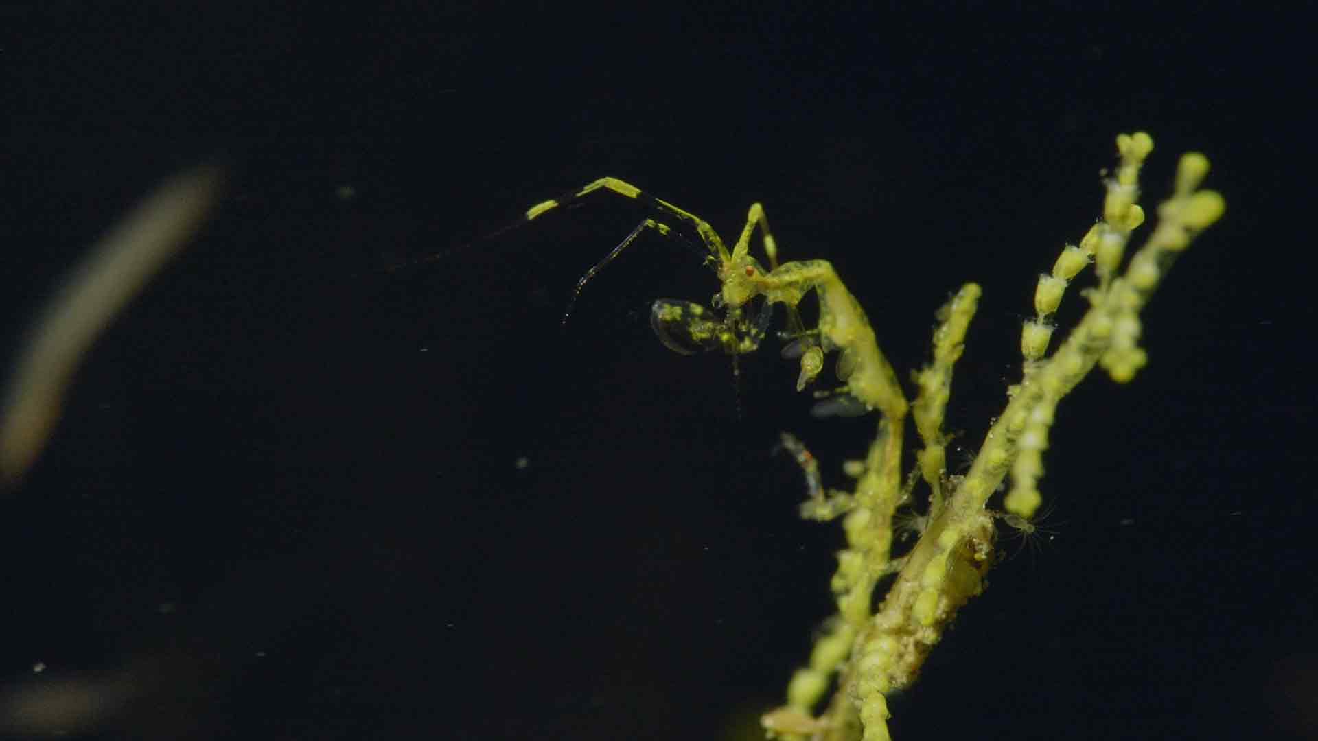 Into the Blue: The Wonders of the Coral Triangle