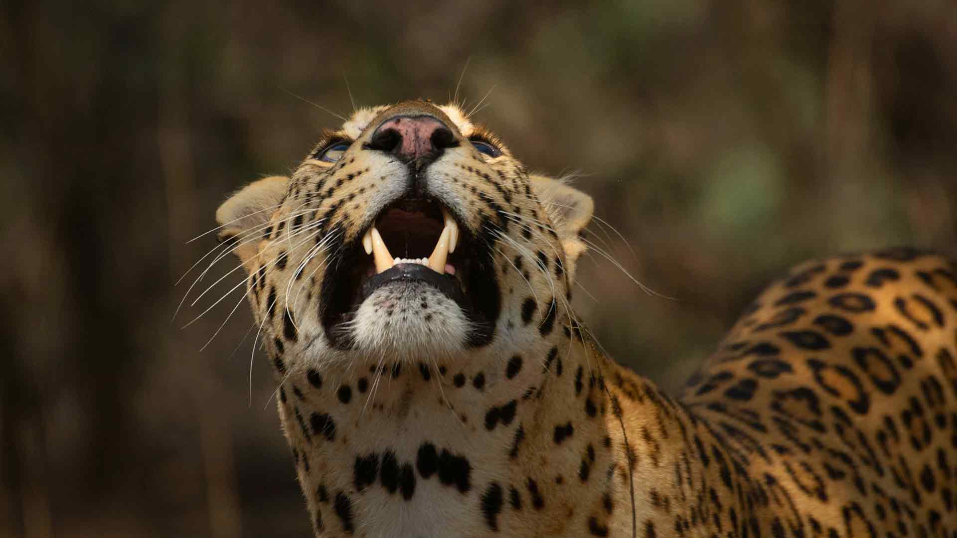 Leopard Dynasty The Rise of Rana