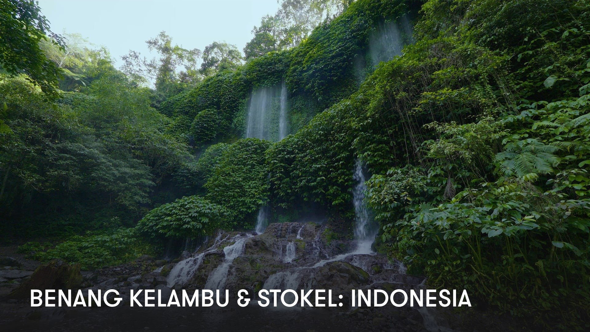 Benang Kelambu & Stokel: Indonesia