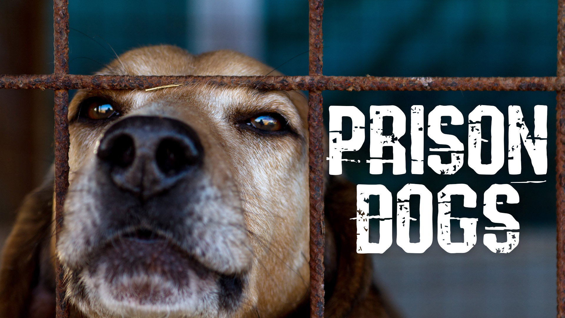 Prison Dogs