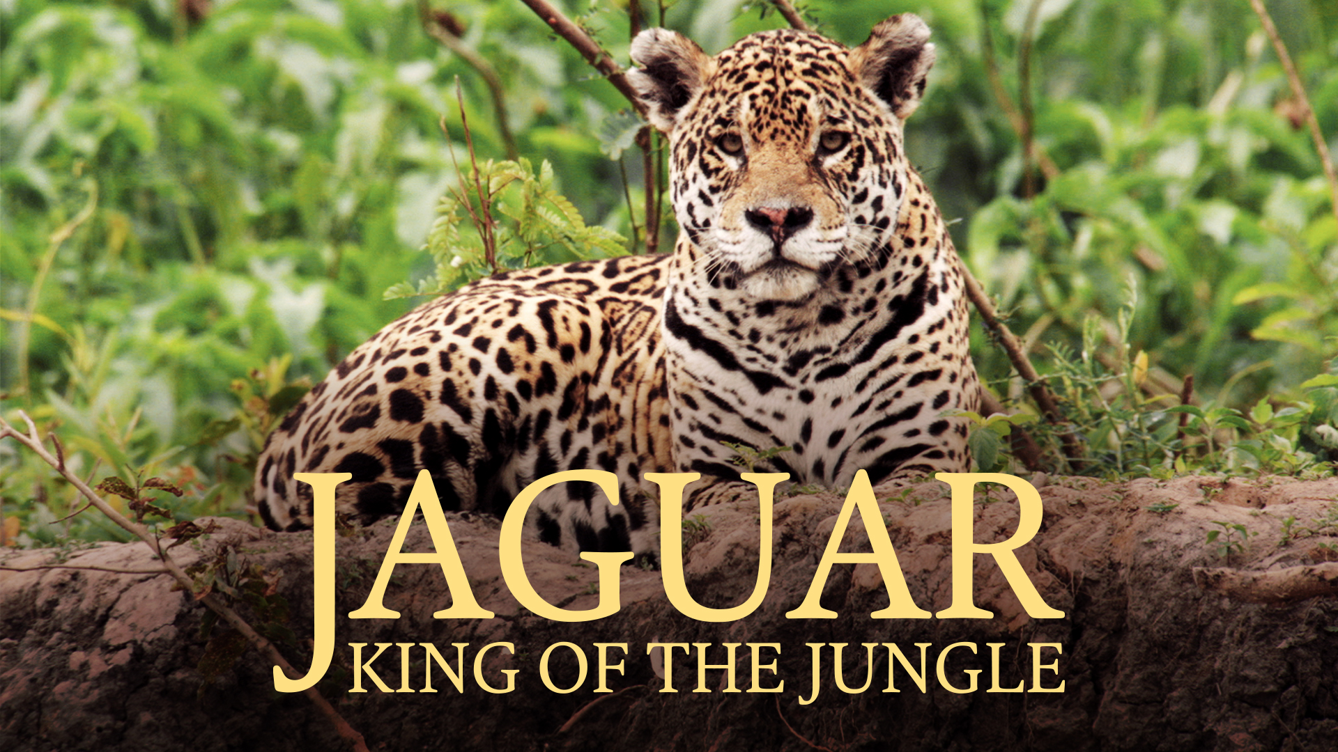 Jaguar
