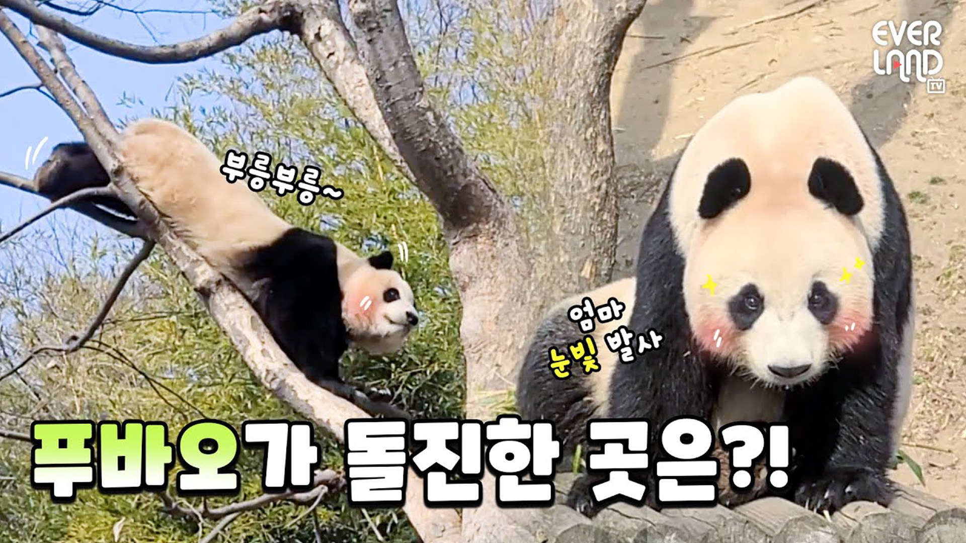 봄맞이 첫 외출! 푸바오 기분 체고! 29회