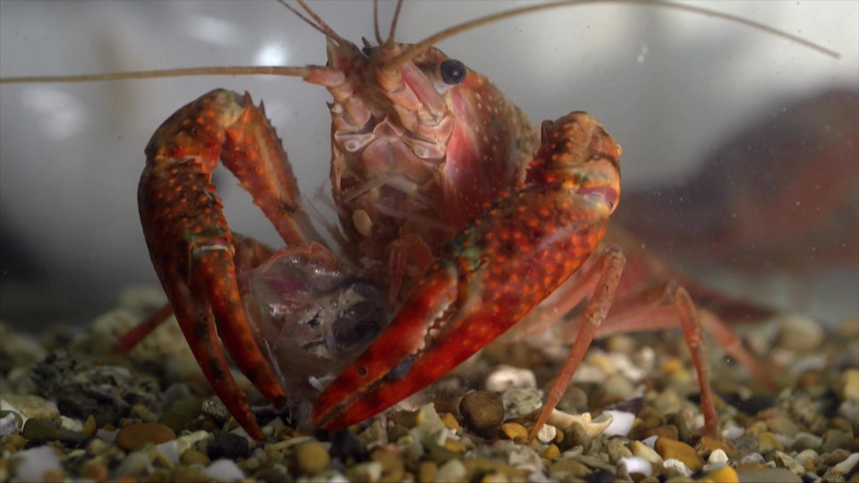 Wild Italy: Top Predators: The Predators of the River Tiber