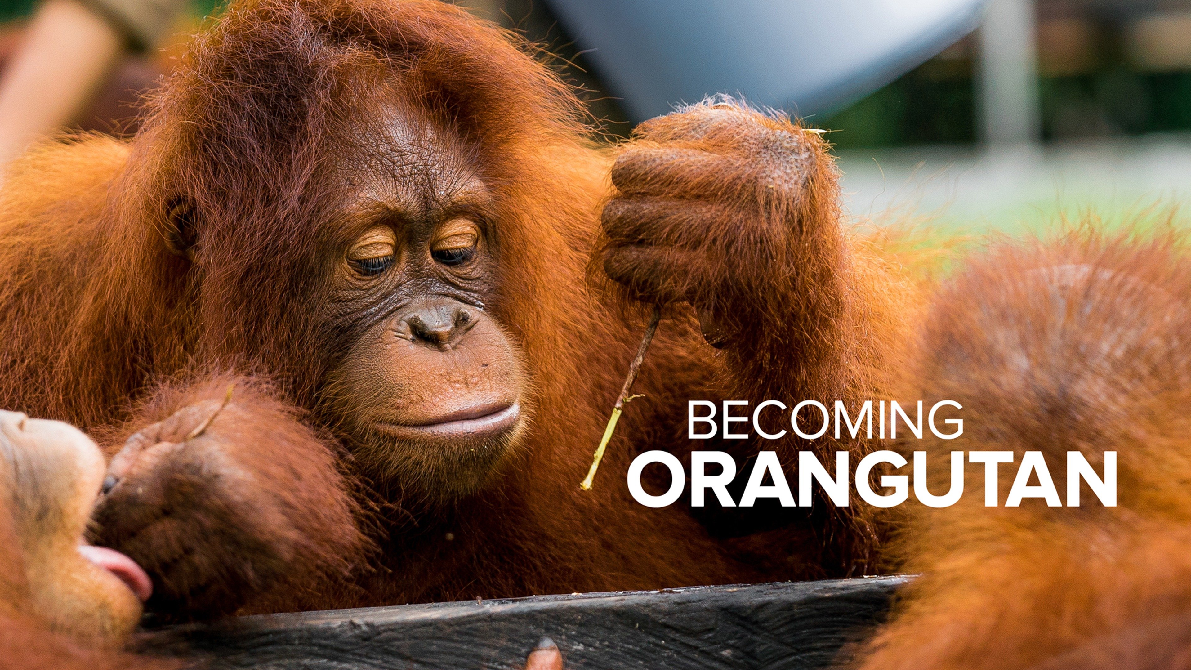 Becoming Orangutan