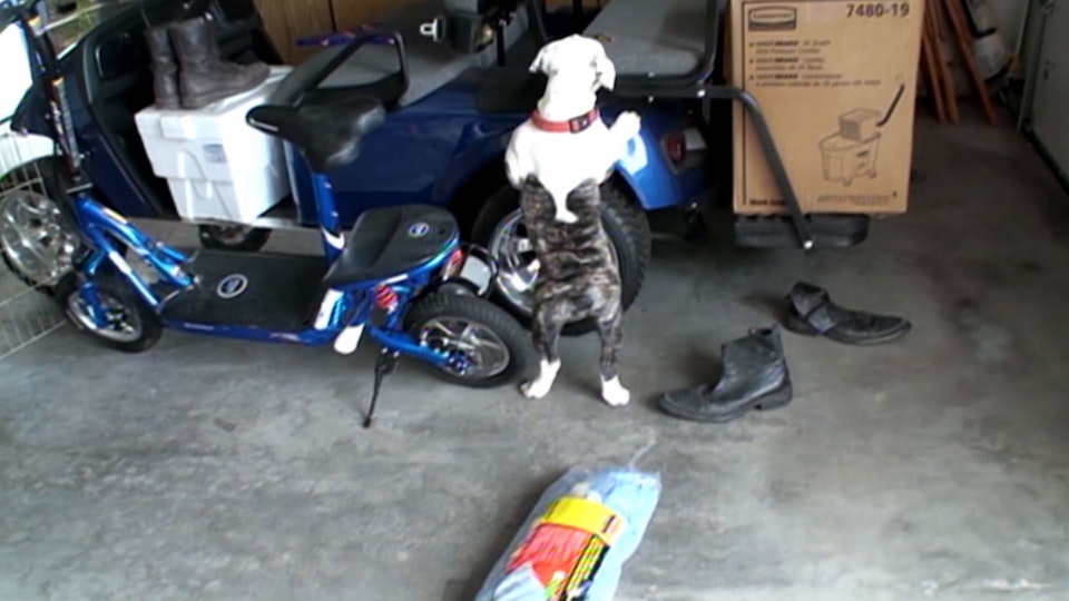 El encantador de perros