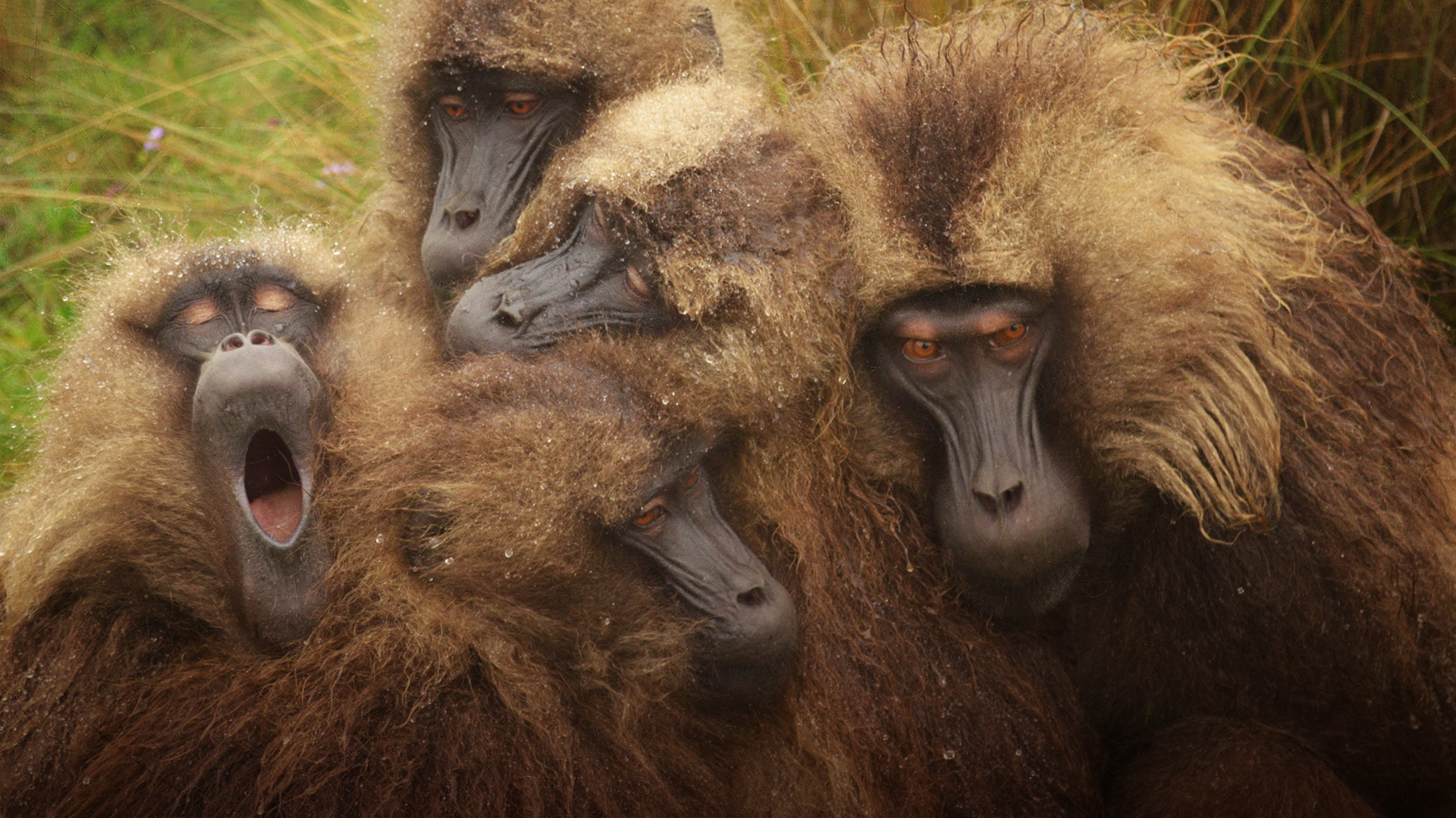 Diebische Affen: Des einen Freud, des anderen Leid