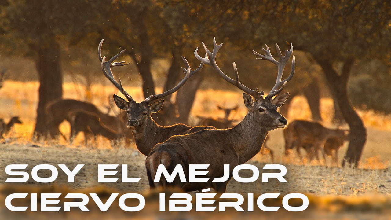 Soy el Mejor Ciervo Ibérico