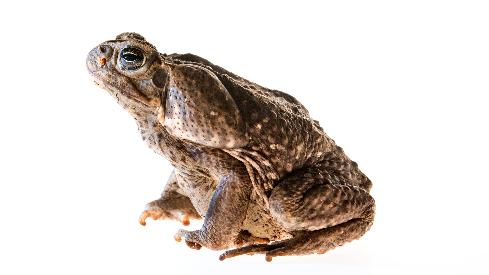 Evolution aus Menschenhand