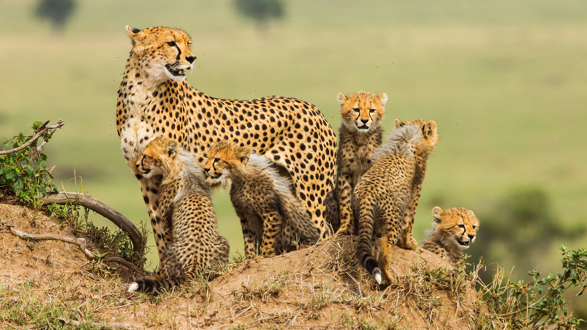 Klassenzimmer der Tiere