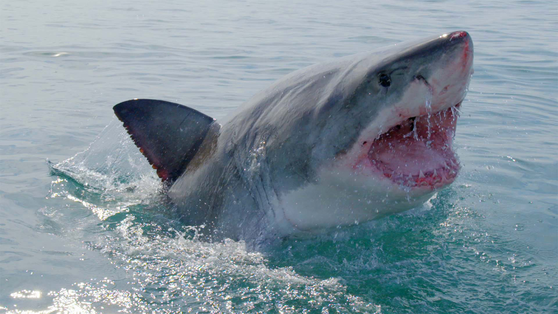 La vita con gli squali