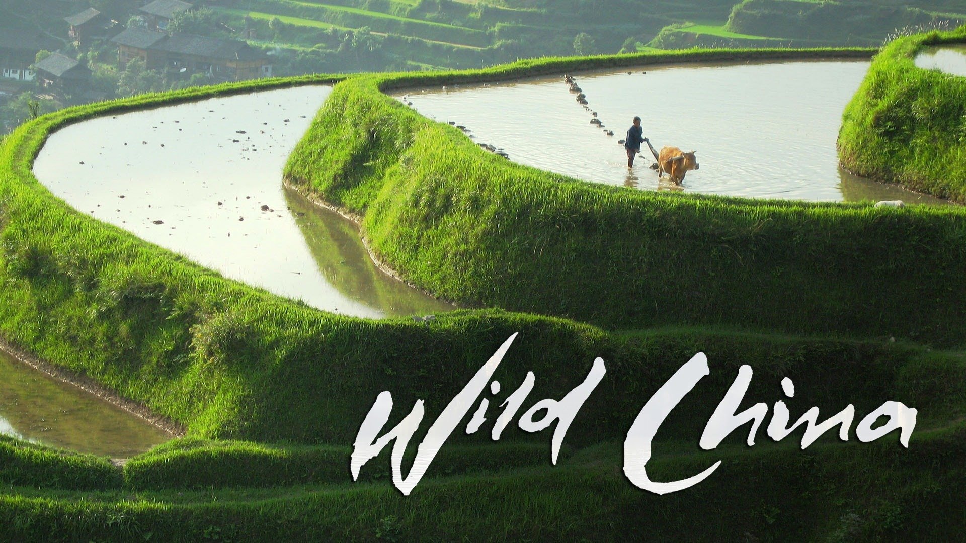 Wild China