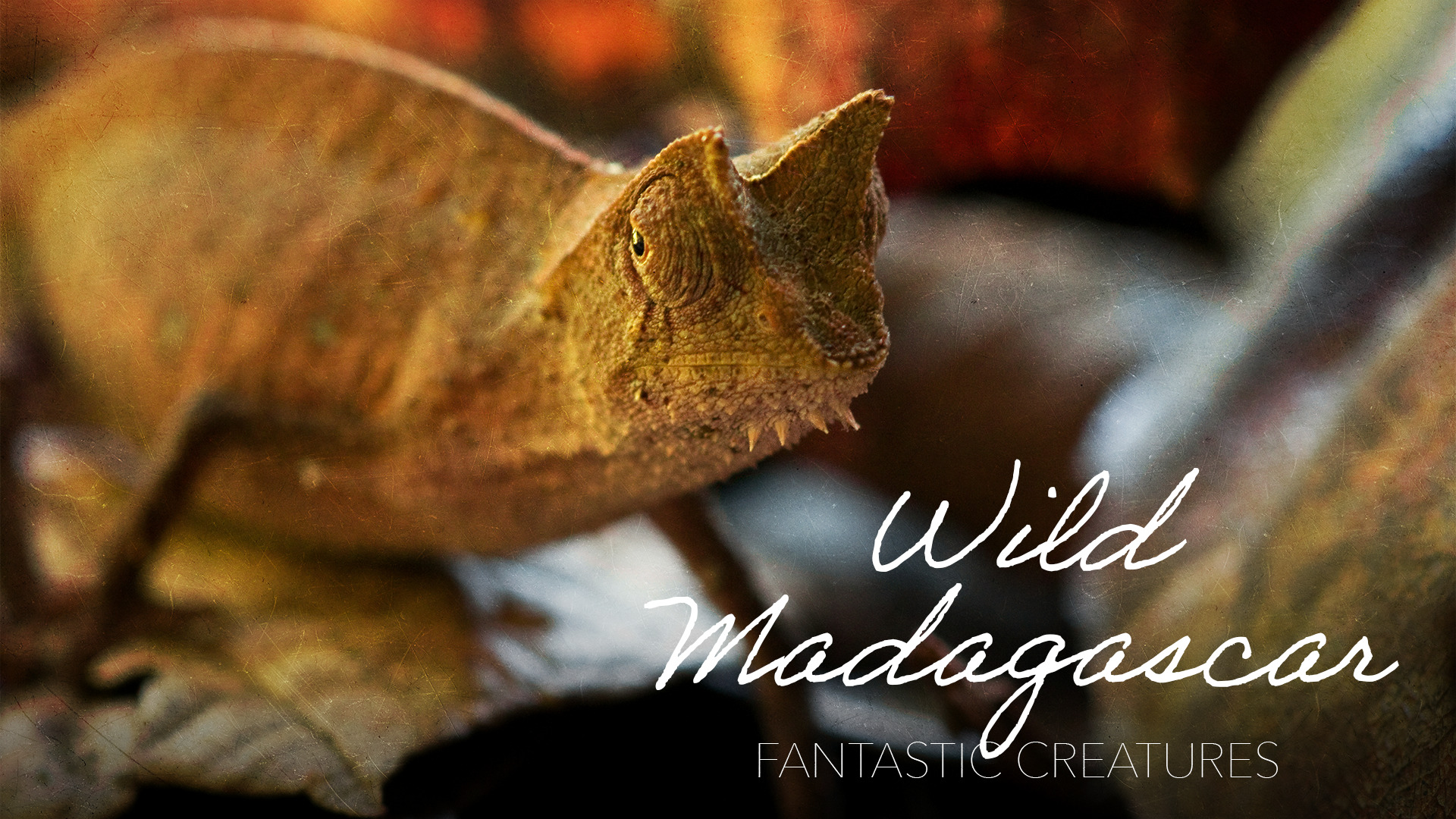 Wild Madagascar