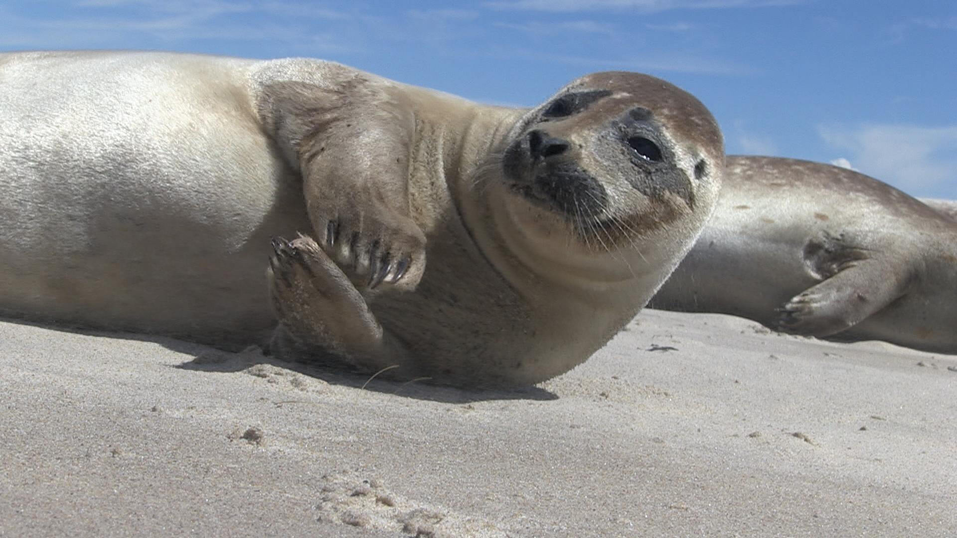 Phoques : les clowns de la mer