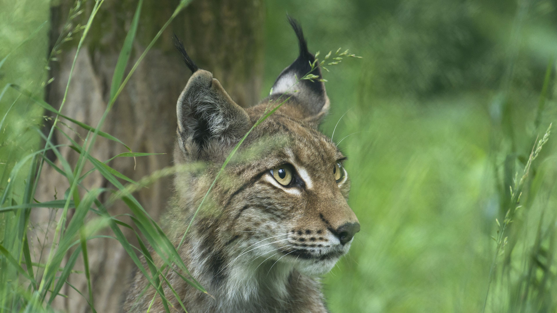 Das Comeback der Pinselohren