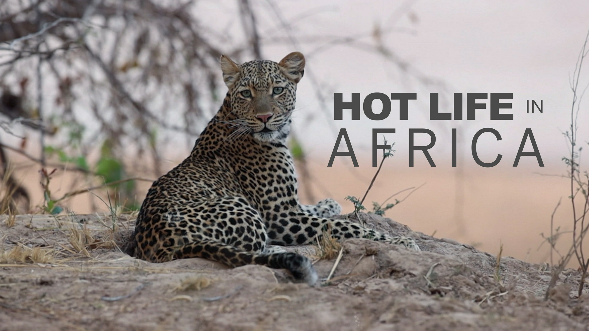 Hot Life In Africa
