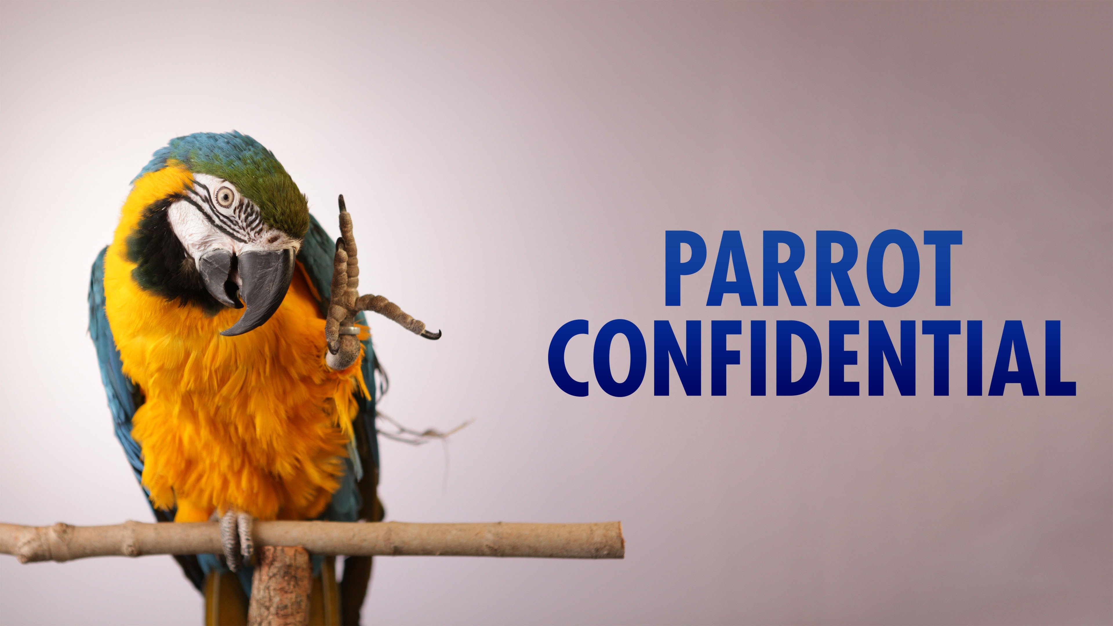 Parrot Confidential