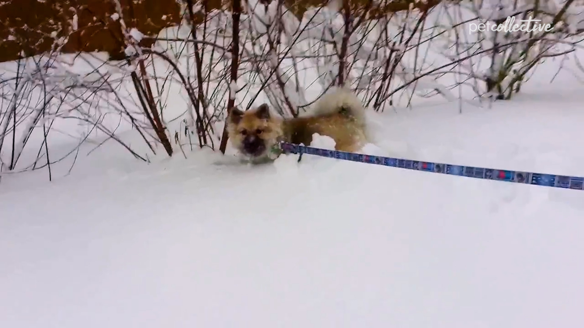 Crazy Fun Time Pet Countdown