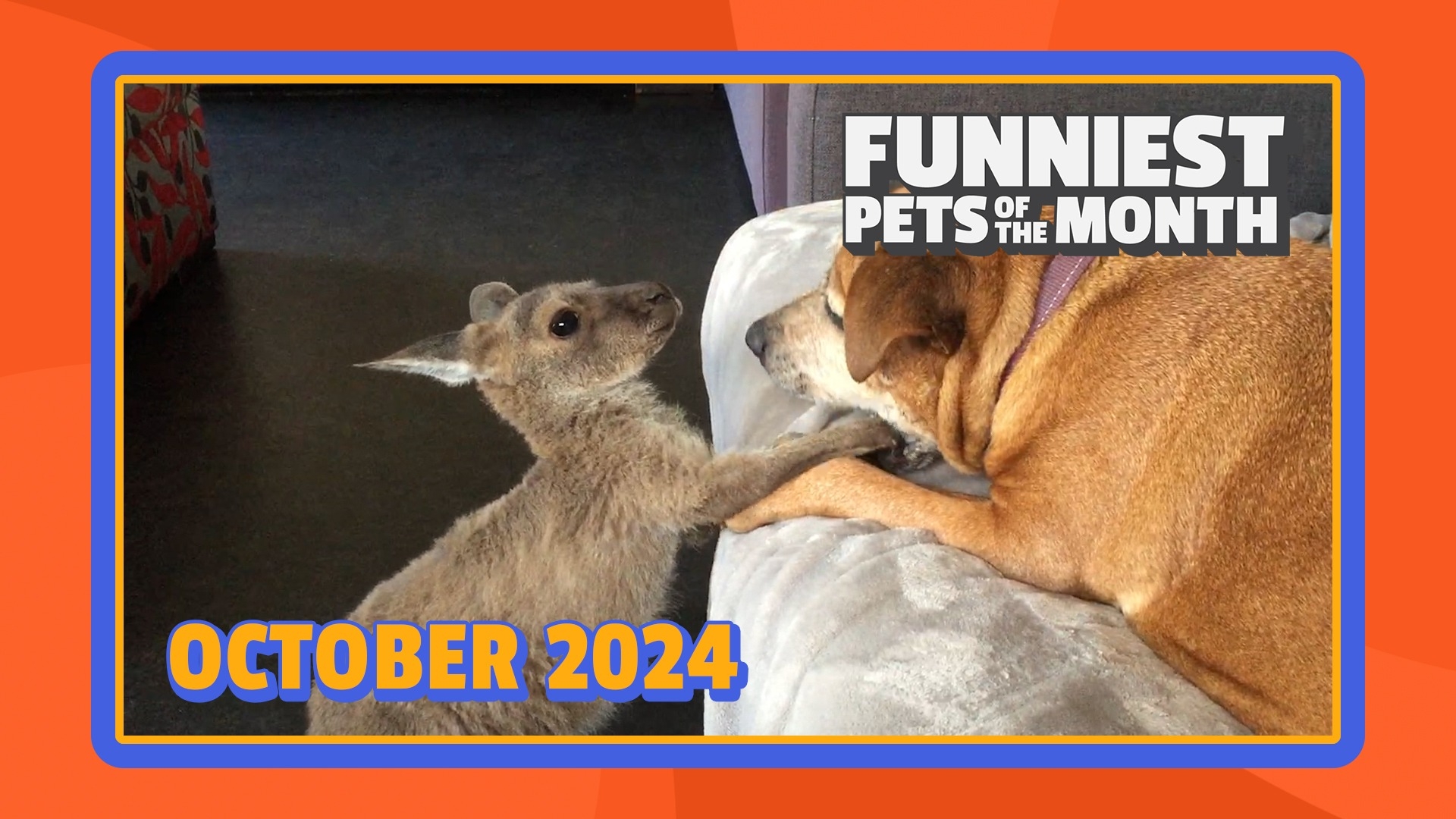 Funniest Pets of the Month | Ep. 1.11