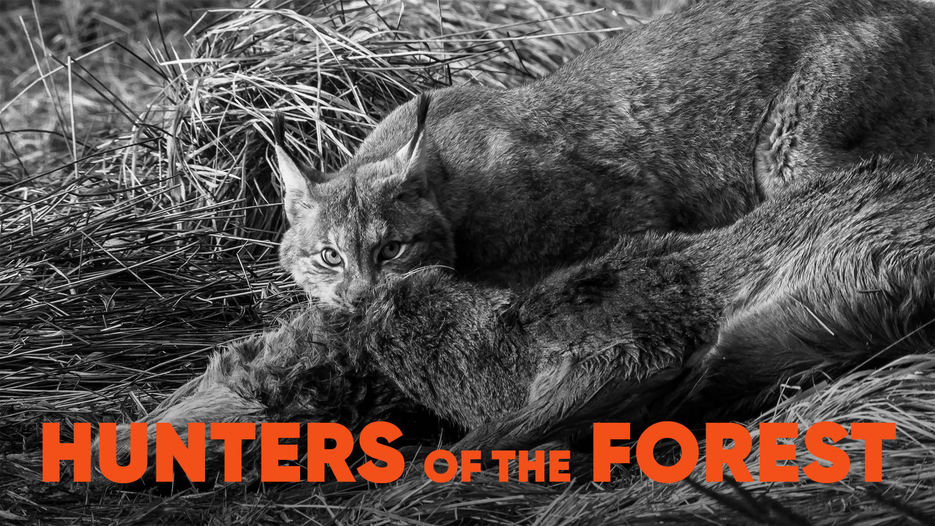 Hunters of the Forest