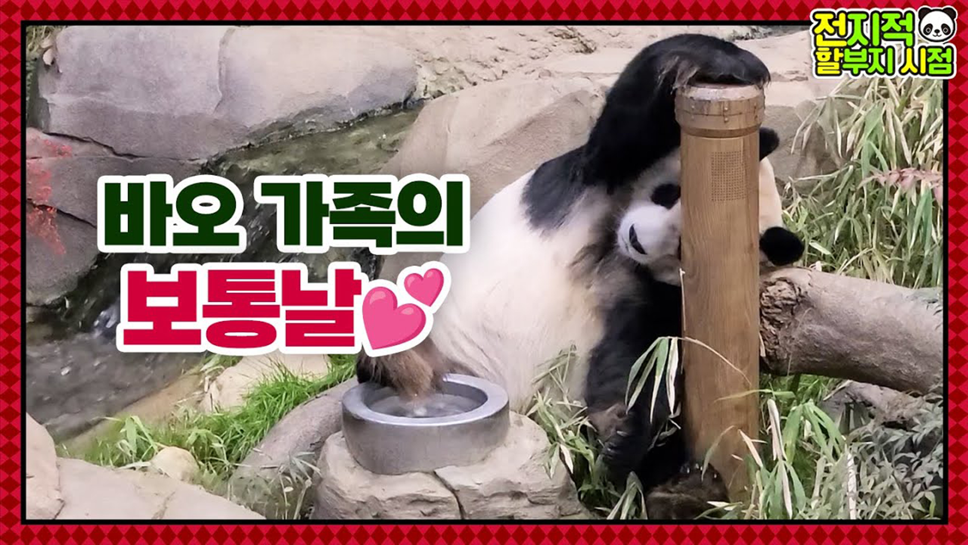 “왜 이러고 자?!” 잠버릇부터 방청소까지! 바오가족의 하루 동선 모두 공개합