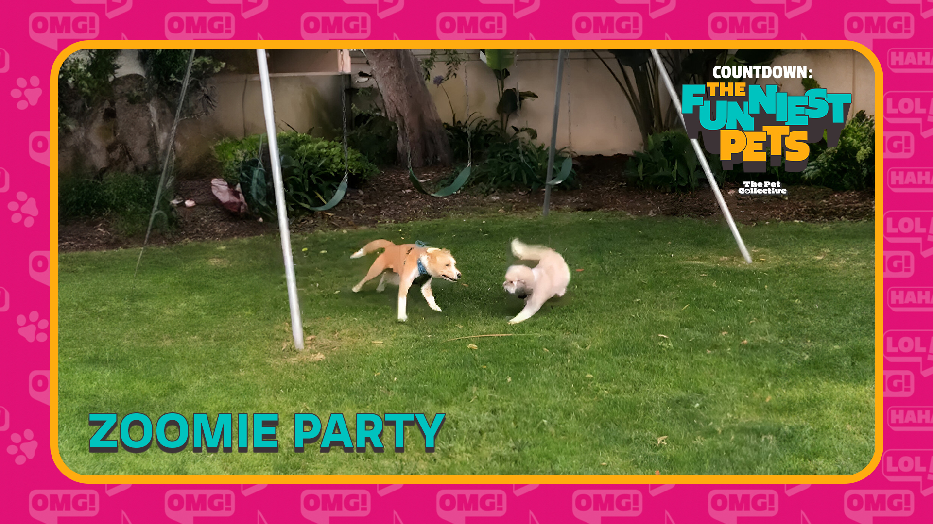 Countdown: The Funniest Pets