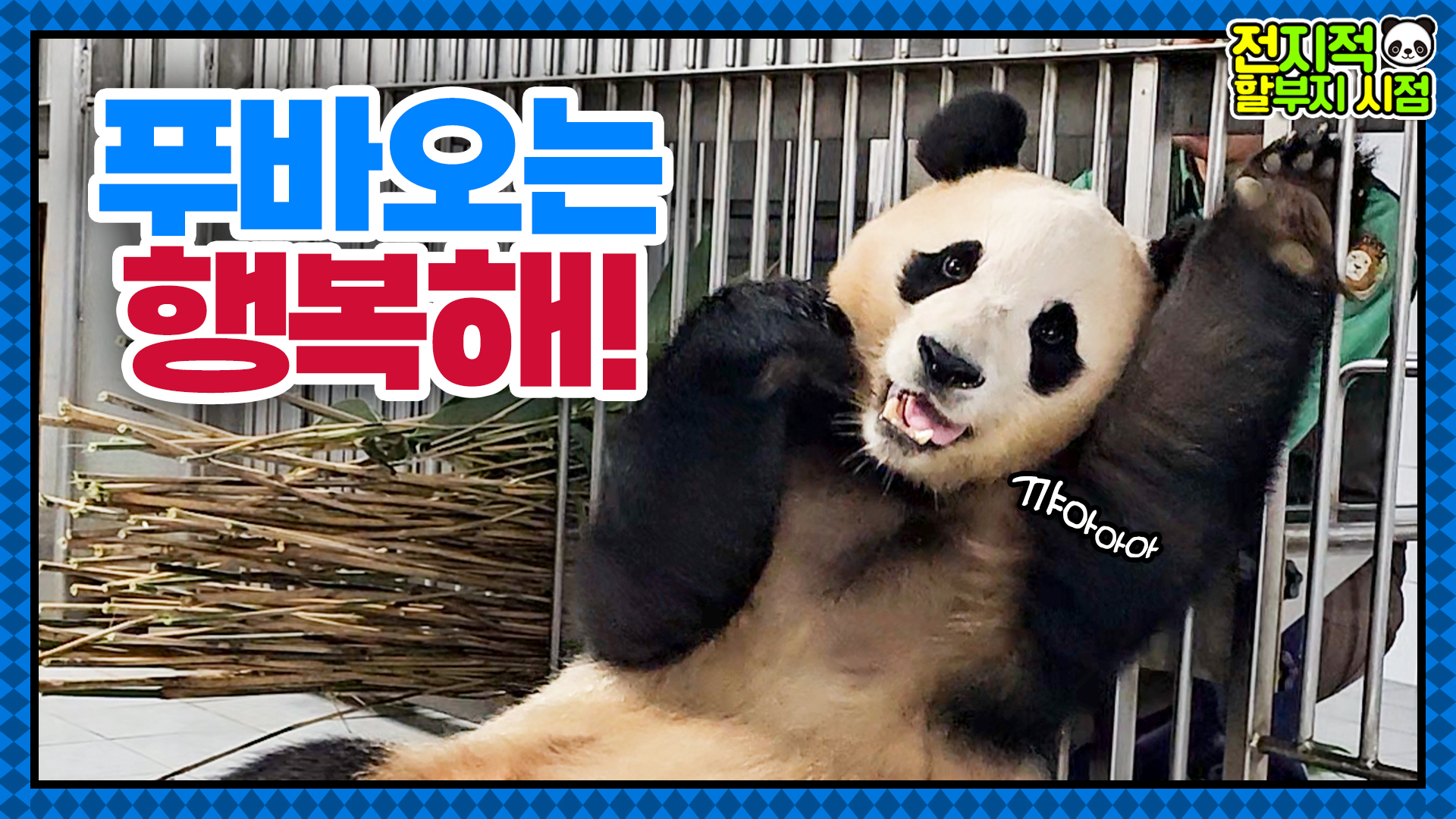 최근 푸바오의 활동량이 늘어난 이유는?? 천둥번개에 놀란 푸바오를 따뜻하게