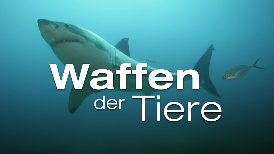 Waffen der Tiere