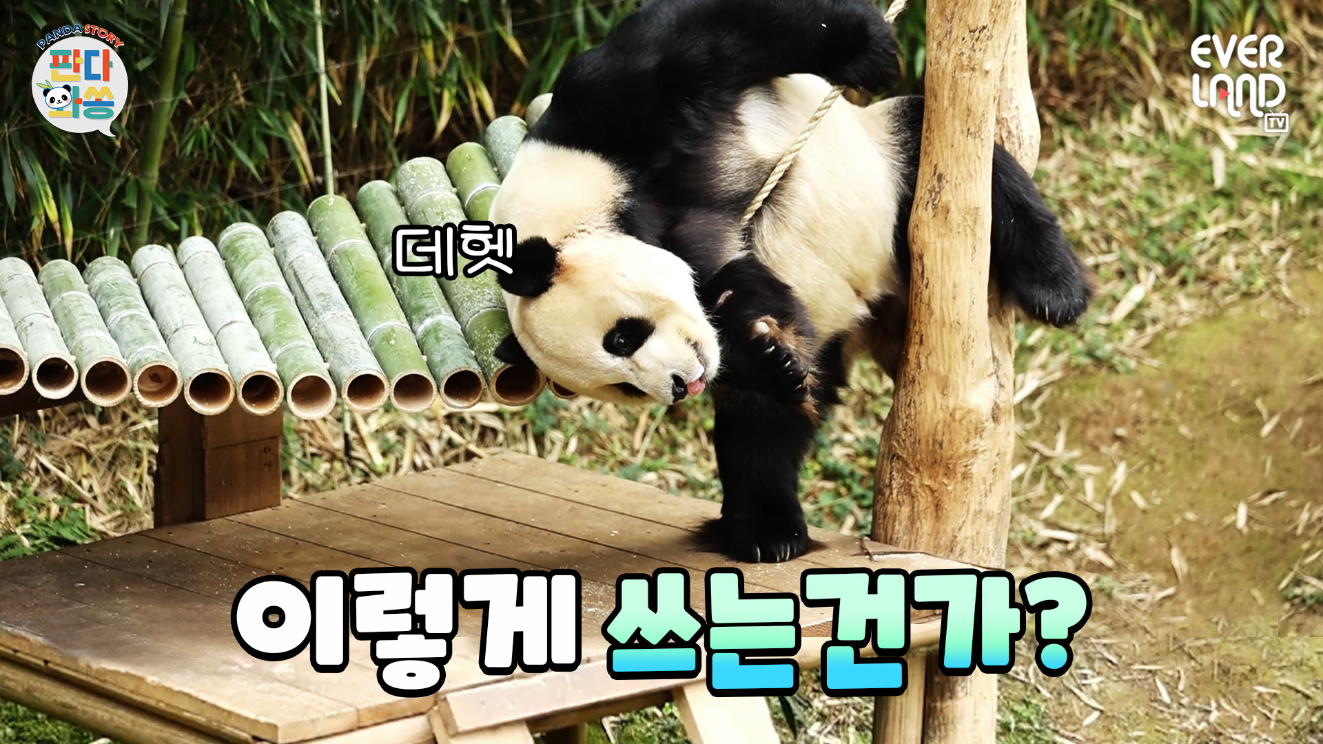 바오 가족 OO과 재결합하다..? 83회