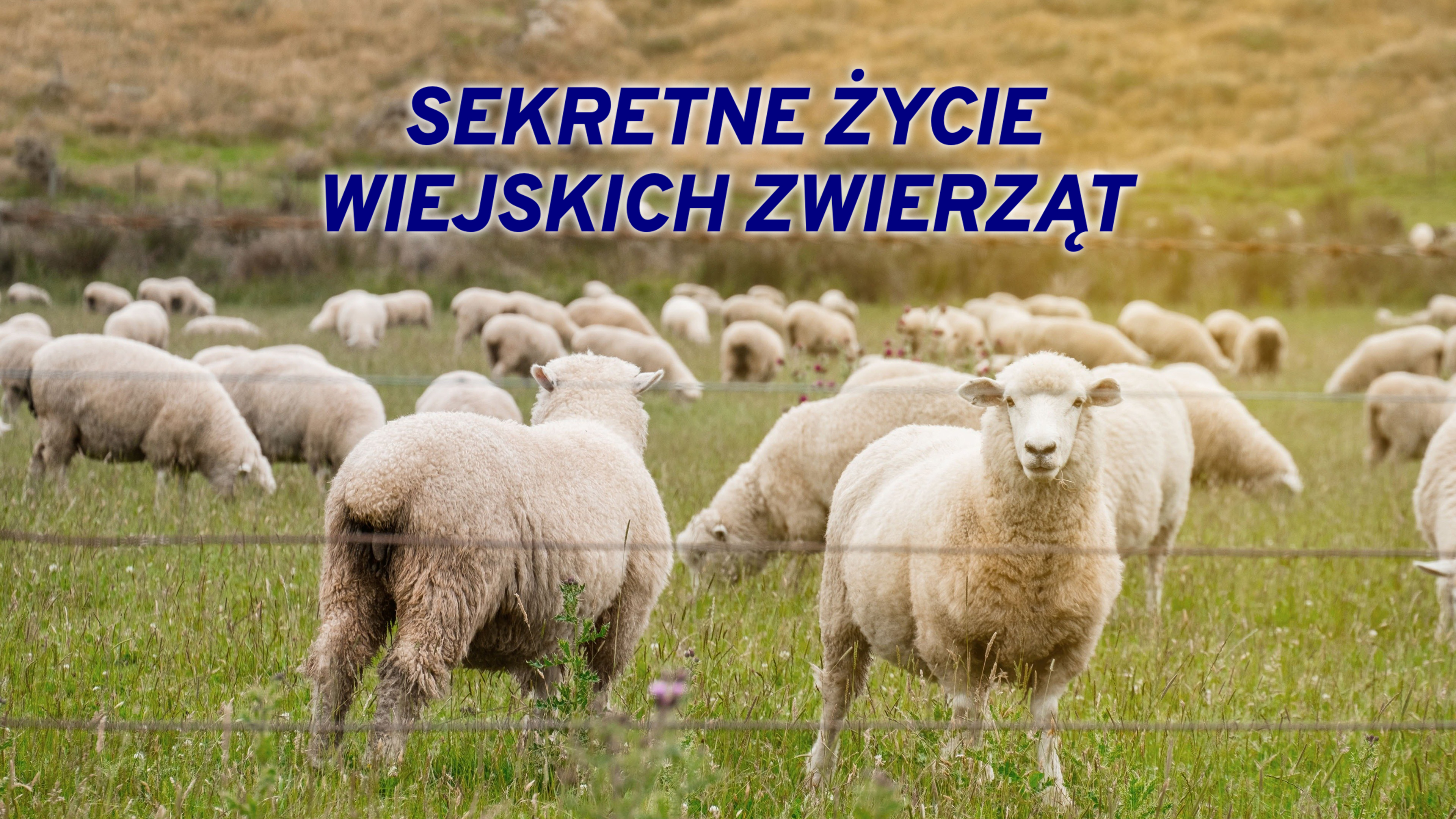 Secret Life of Farm Animals