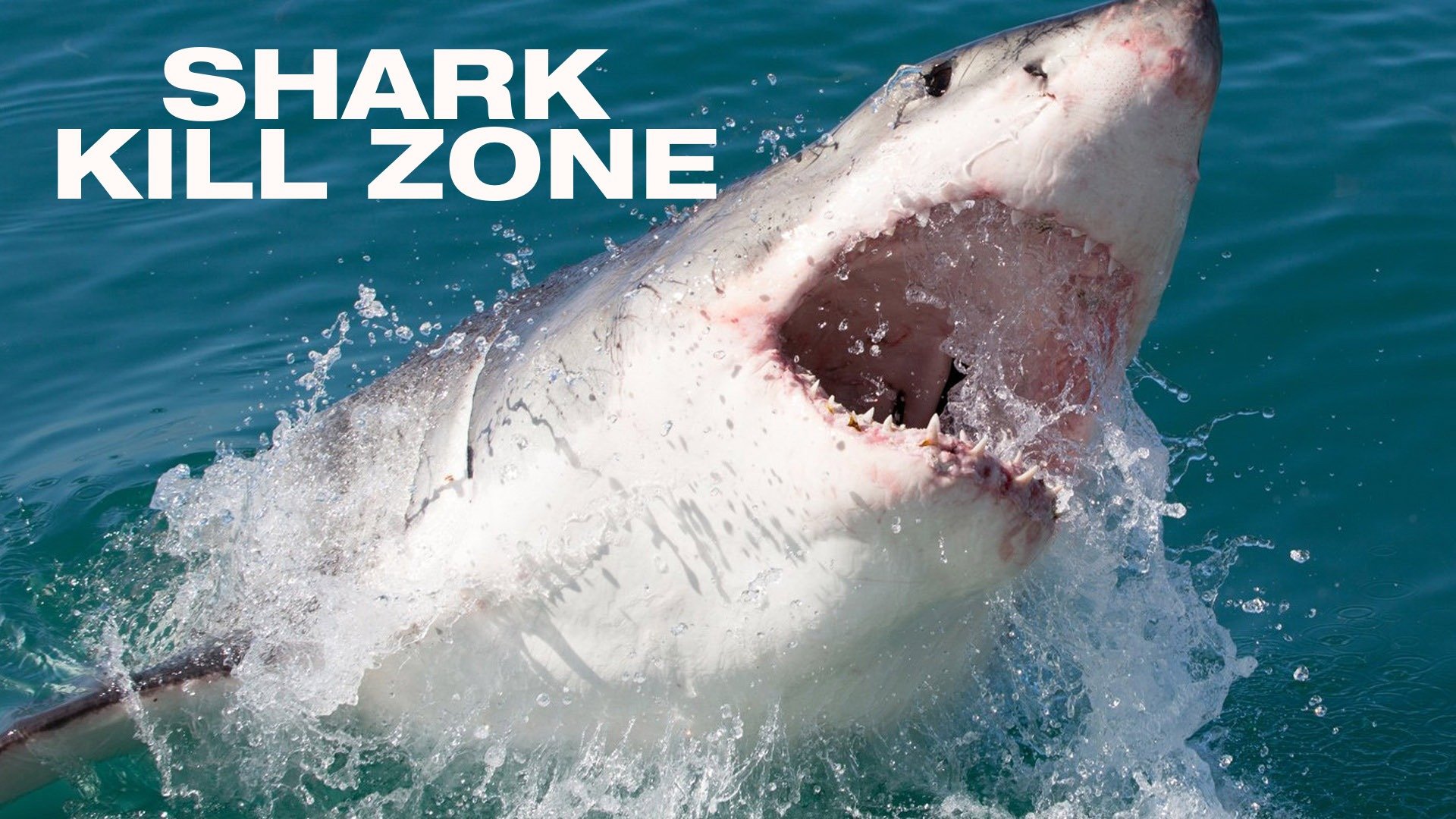 Shark Kill Zone
