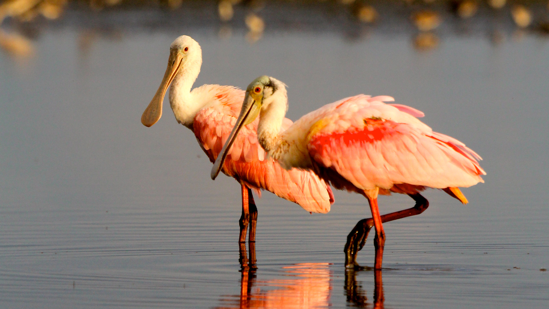 North America's National Parks