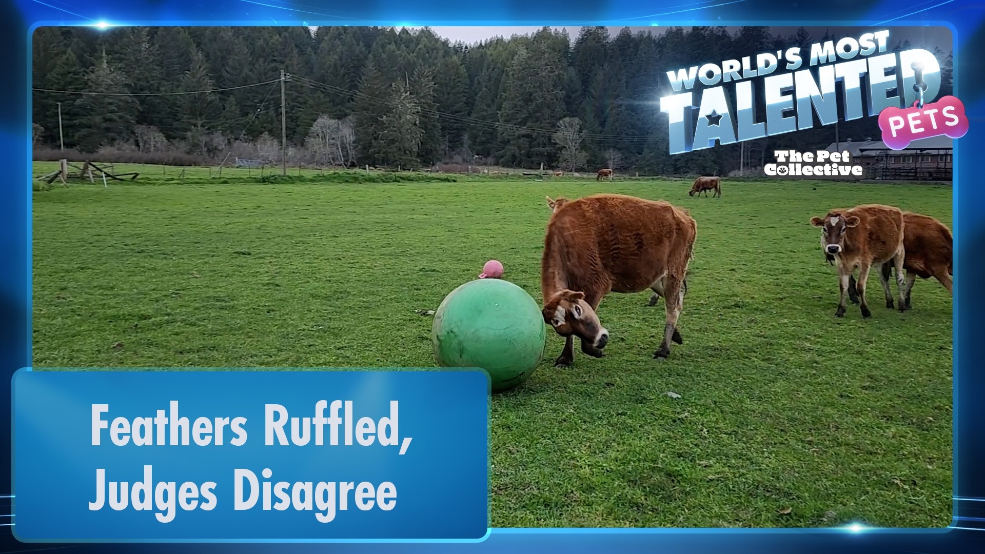 World's Most Talented Pets | Feathers Ruffled, Judges Disagree