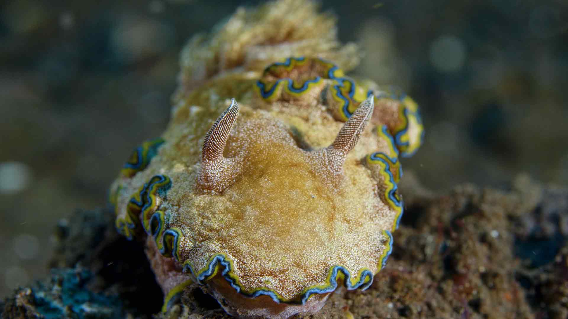 Into the Blue: The Wonders of the Coral Triangle