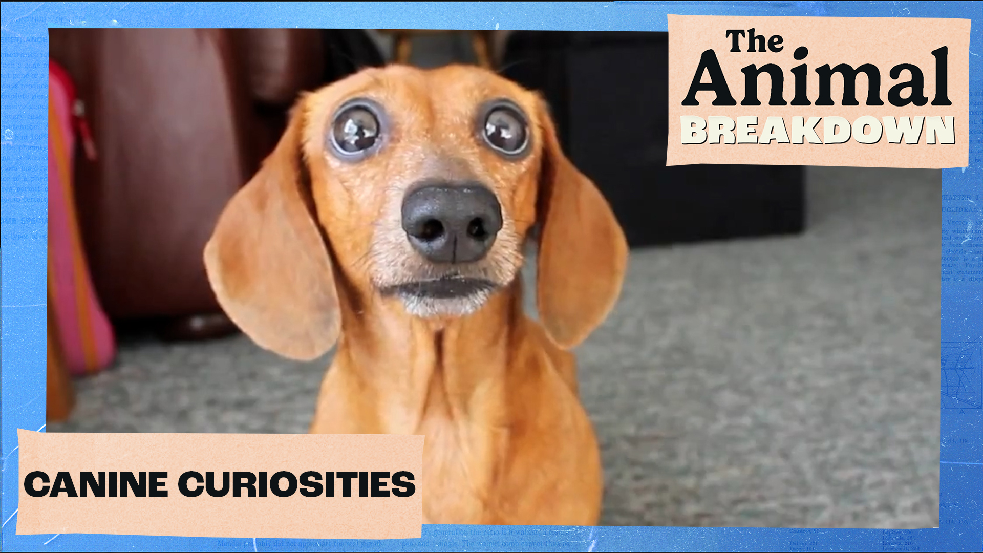 The Animal Breakdown