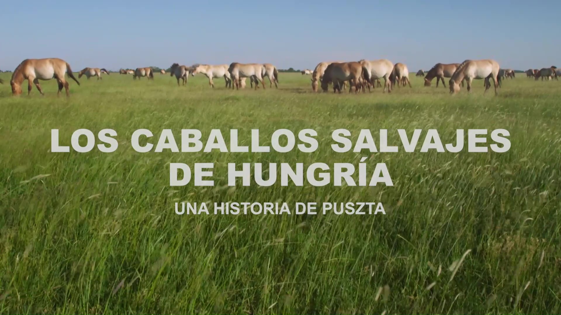 Los Caballos Salvajes de Hungría