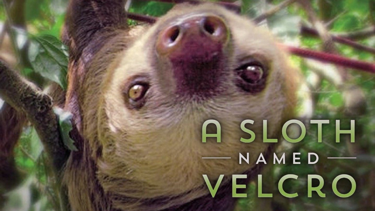 A Sloth Named Velcro