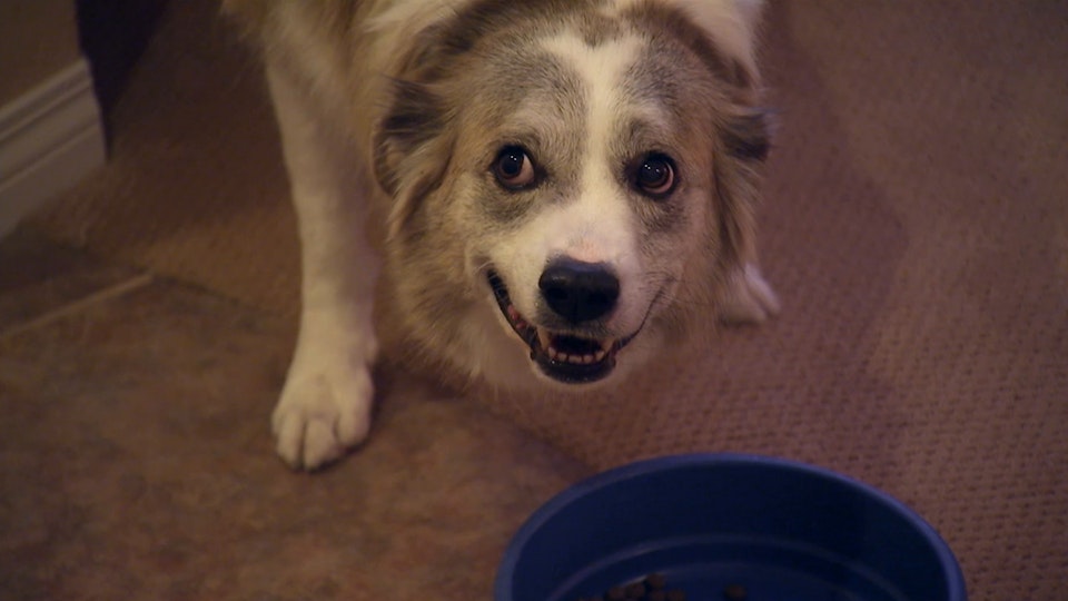 El encantador de perros