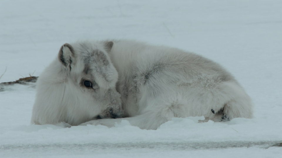 Europa ungezähmt: Eisige Welten