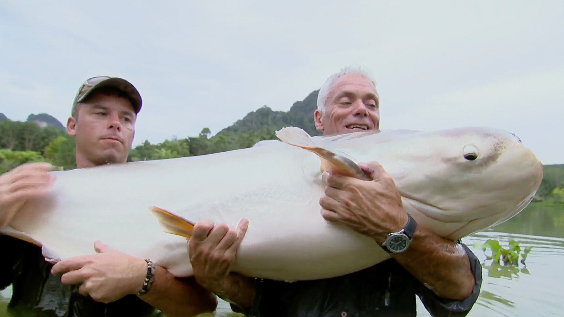 Der gemeine Hubschrauberwels